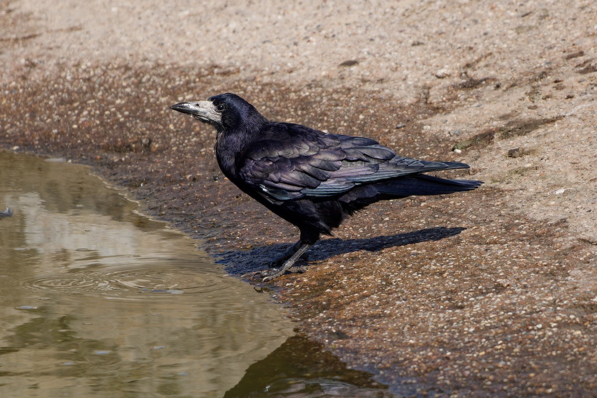 Ekin Kargası - ML647463201