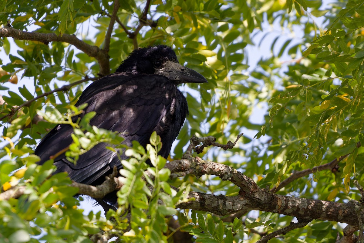 Ekin Kargası - ML647463203