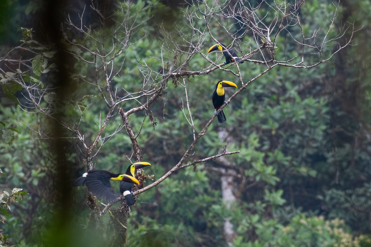 Yellow-throated Toucan (Chestnut-mandibled) - ML647463205