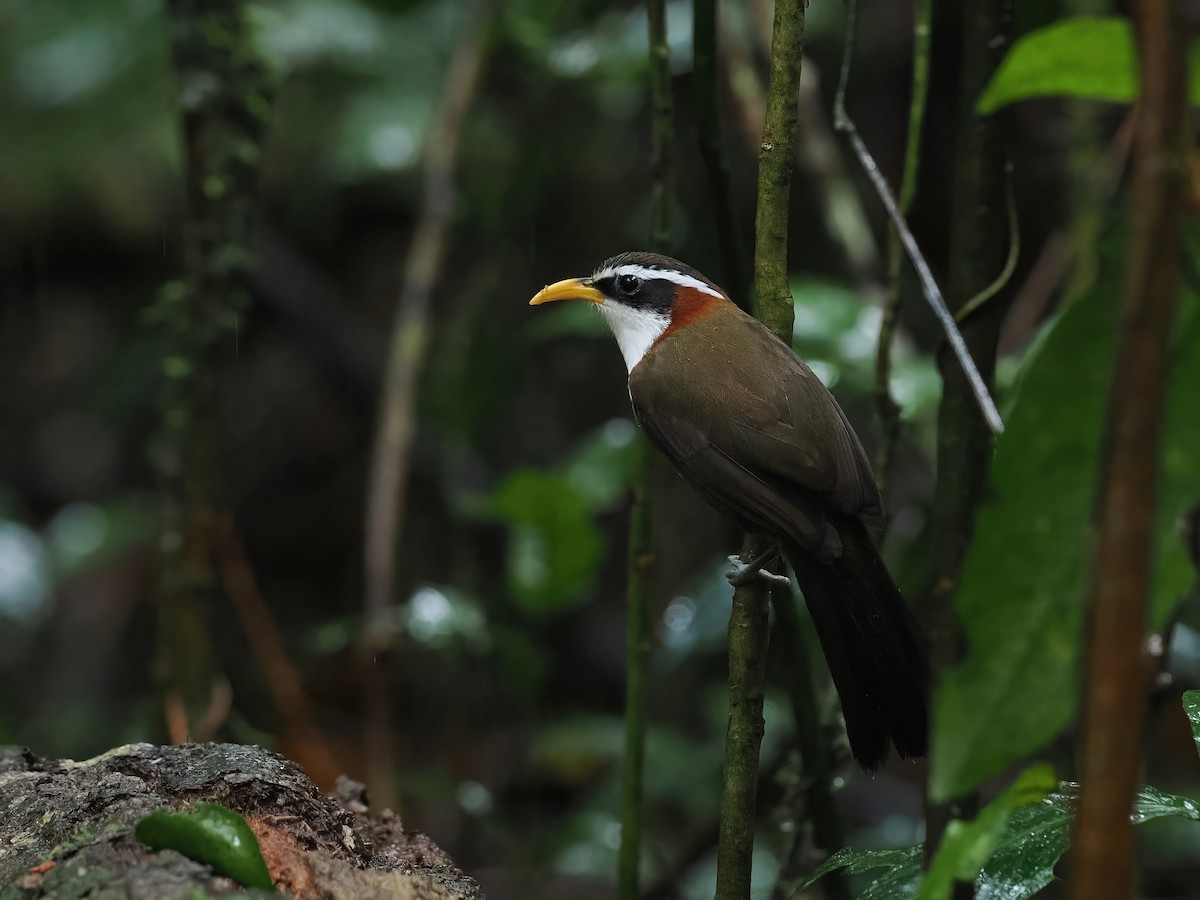 Силамбан сивоголовий - ML647463209