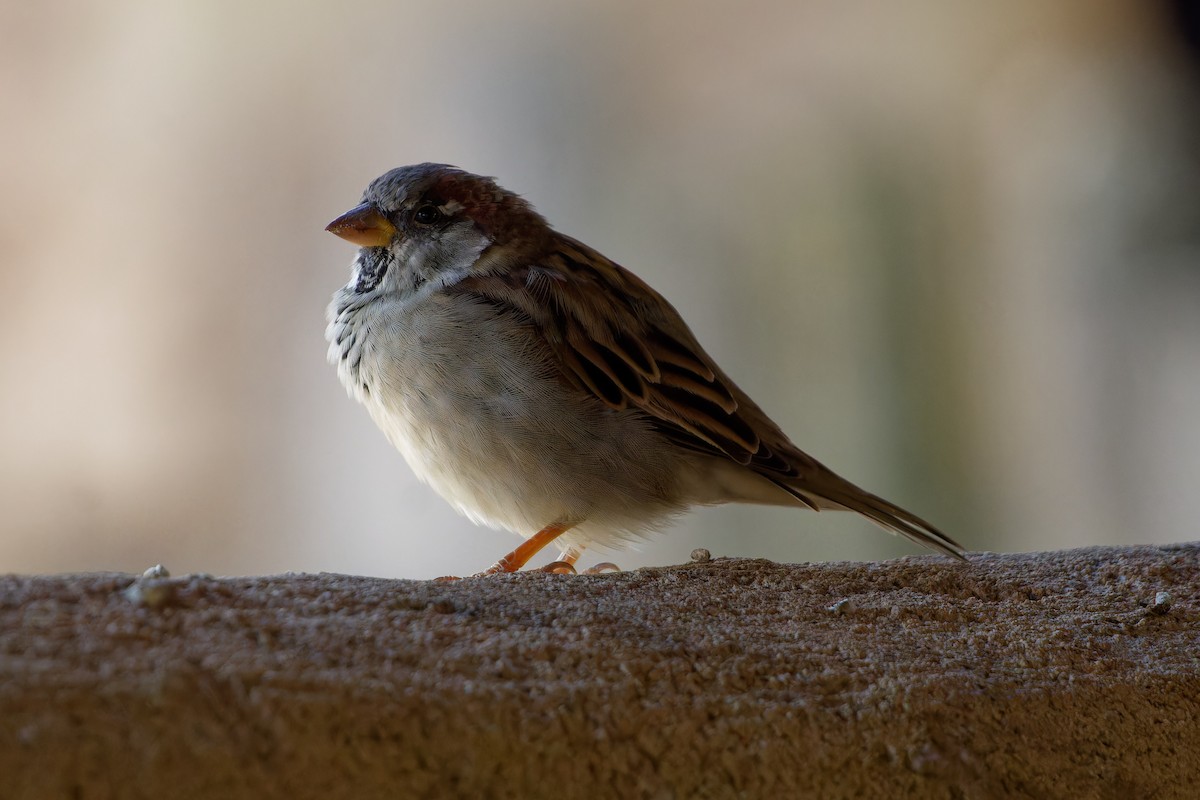 Горобець хатній - ML647463210