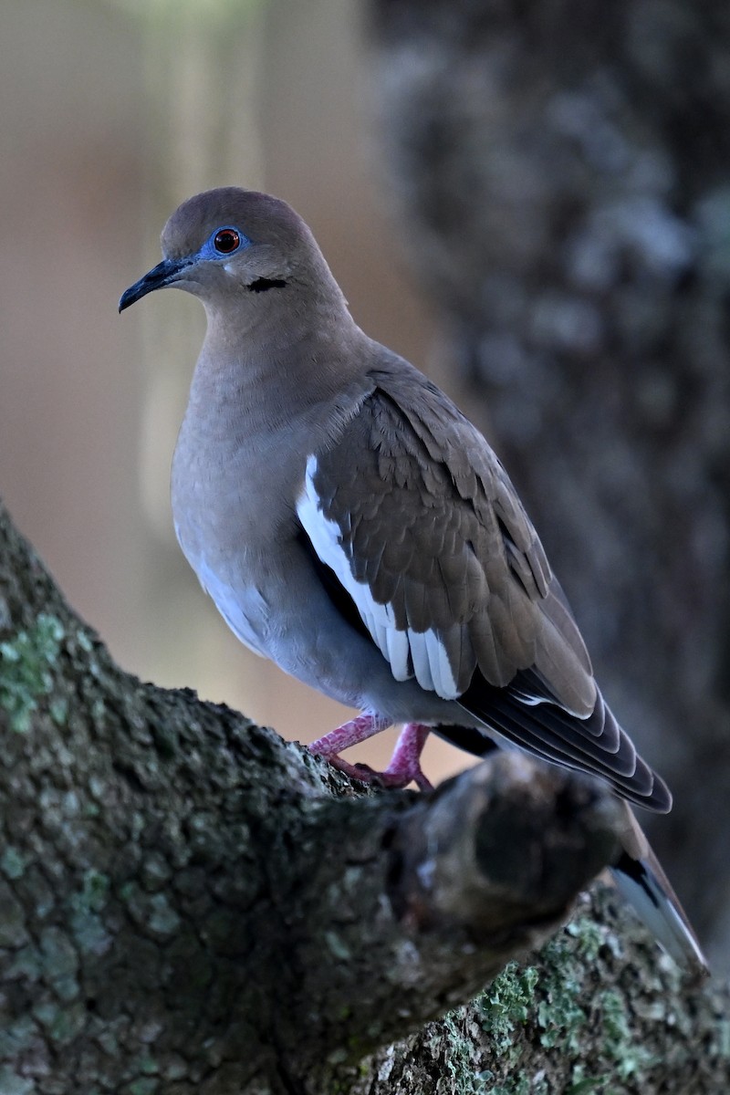 Зенаїда білокрила - ML647463211