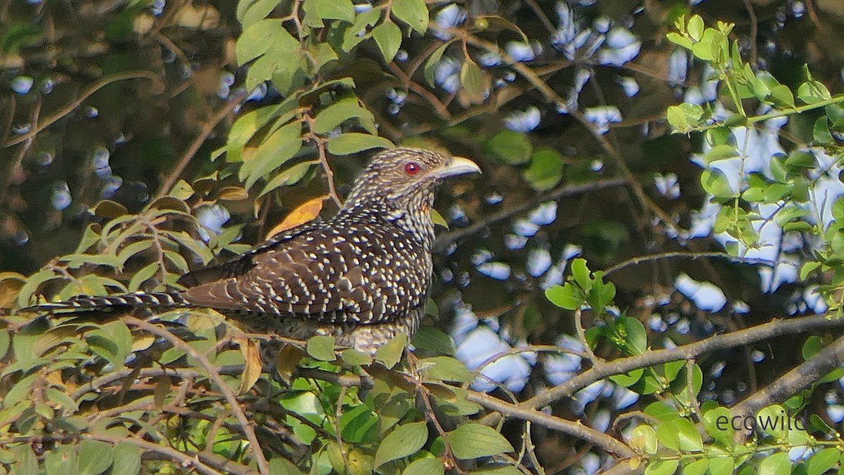 Коель великий - ML647463212