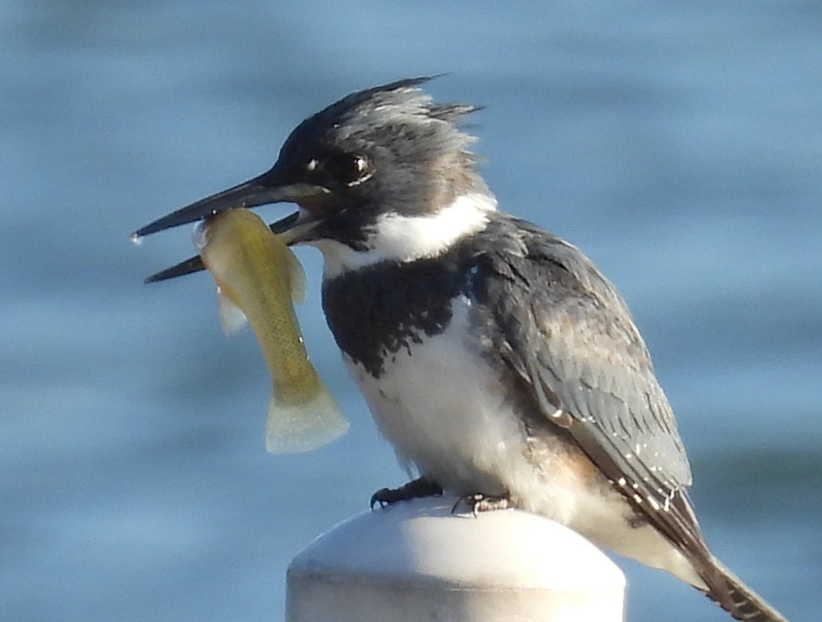 Рибалочка-чубань північний - ML647463213