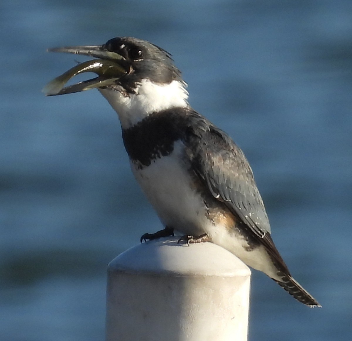 Рибалочка-чубань північний - ML647463214