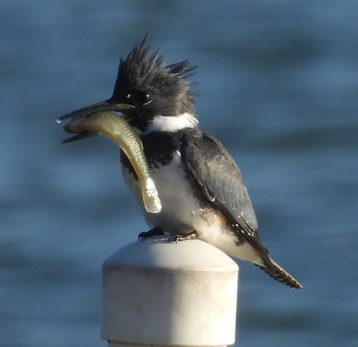 Рибалочка-чубань північний - ML647463215