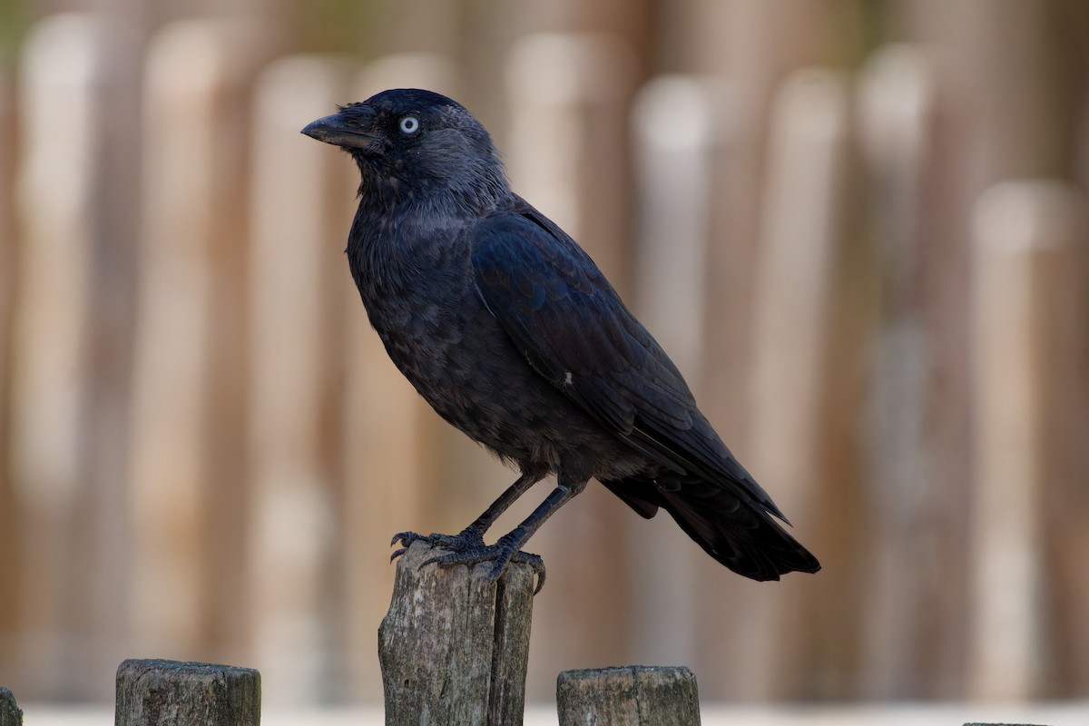 Галка звичайна - ML647463216