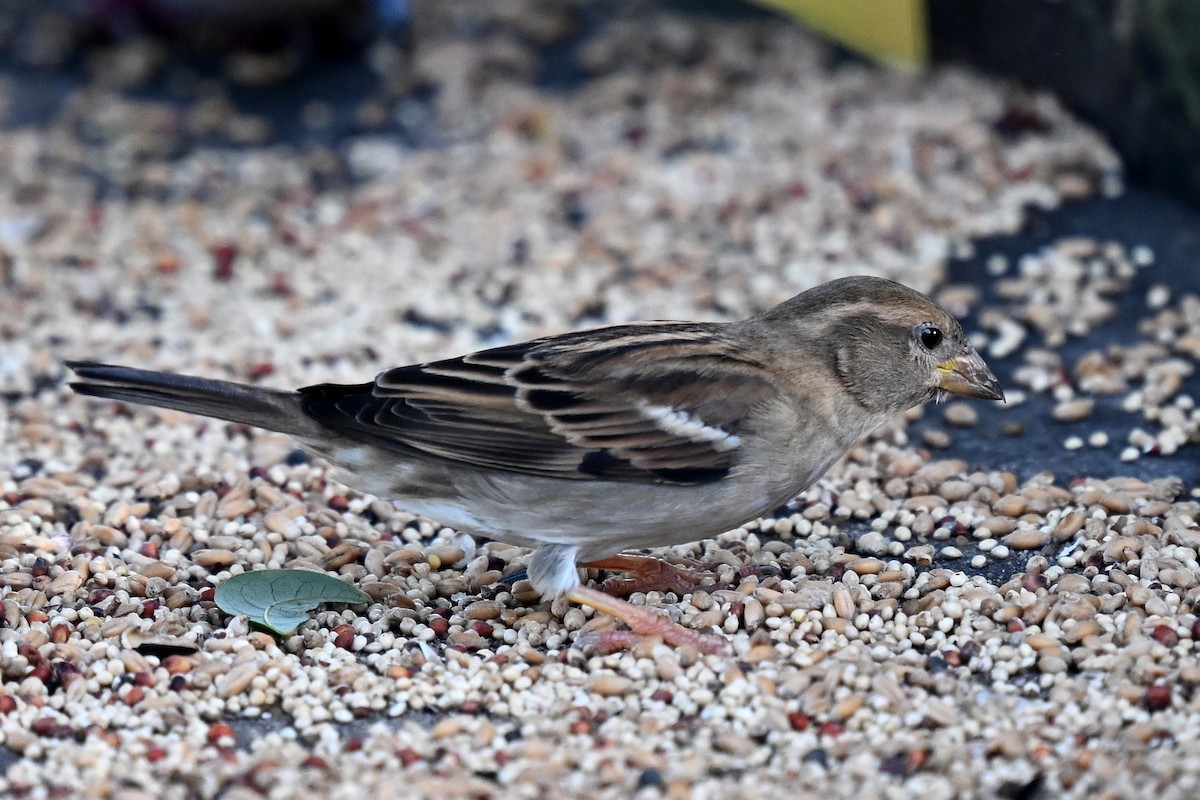 Горобець хатній - ML647463218