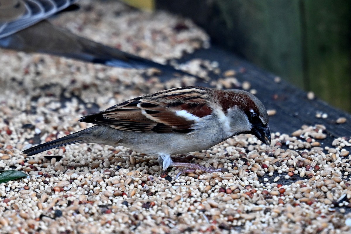 Горобець хатній - ML647463219