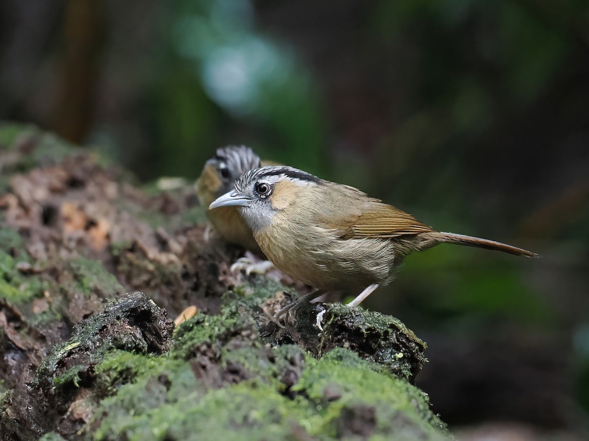 Суїмей вохристий - ML647463220