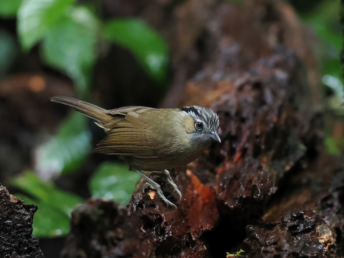 Суїмей вохристий - ML647463221