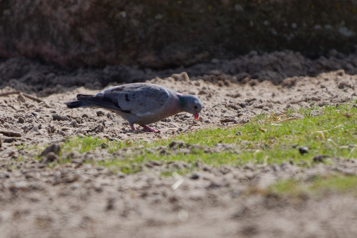 Голуб-синяк - ML647463222