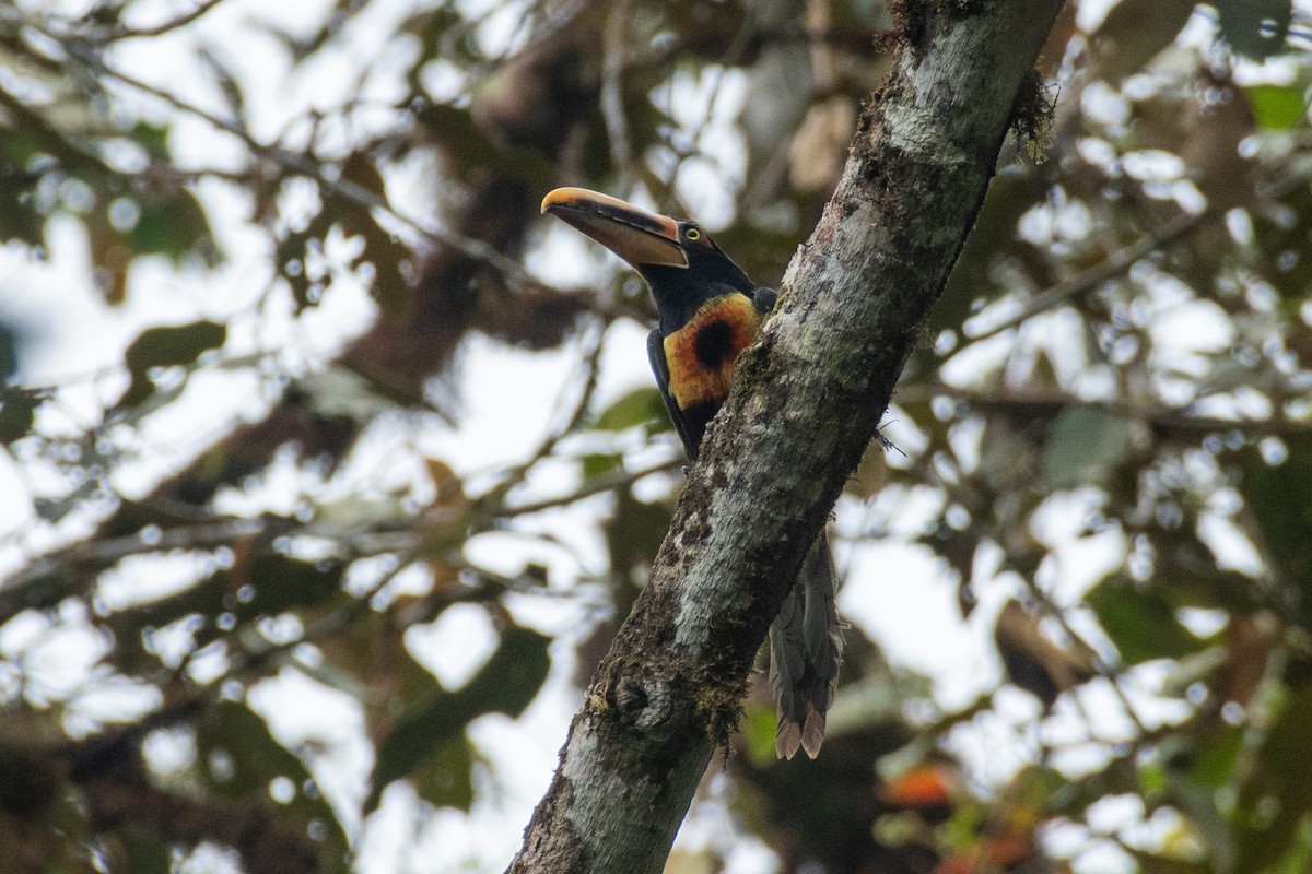 Pale-mandibled Aracari (Pale-billed) - ML647463223