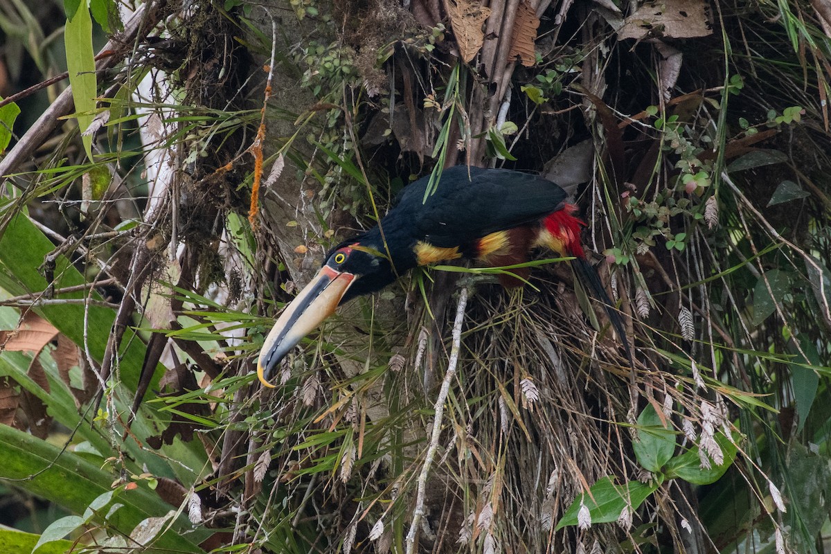 Pale-mandibled Aracari (Pale-billed) - ML647463224