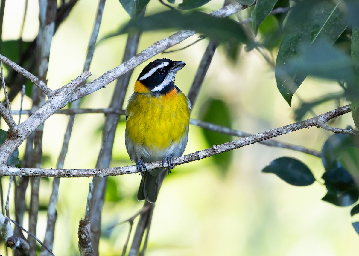 Зена пуерто-риканська - ML647463225