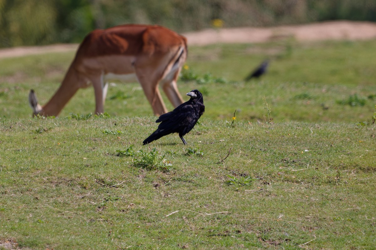 Грак - ML647463226