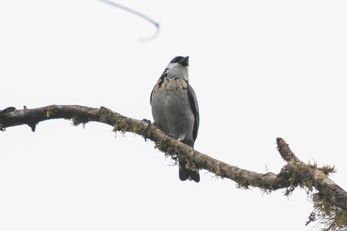 Танагра еквадорська - ML647463227