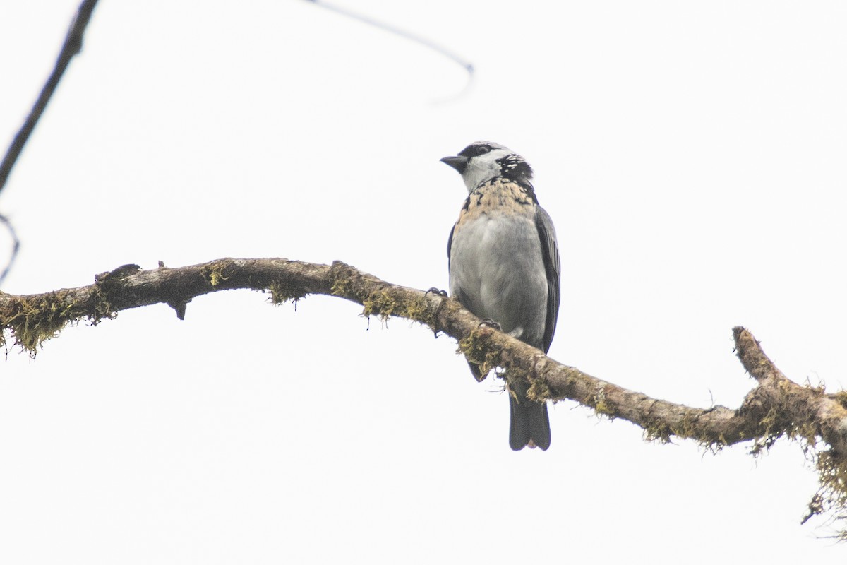 Танагра еквадорська - ML647463228