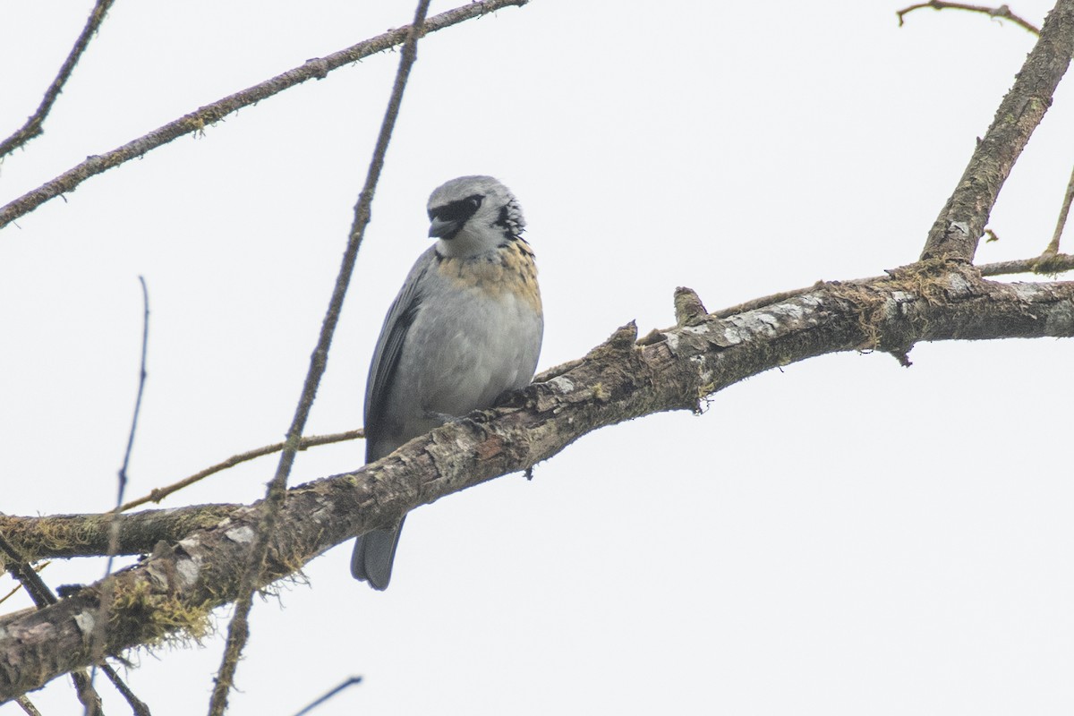 Танагра еквадорська - ML647463229