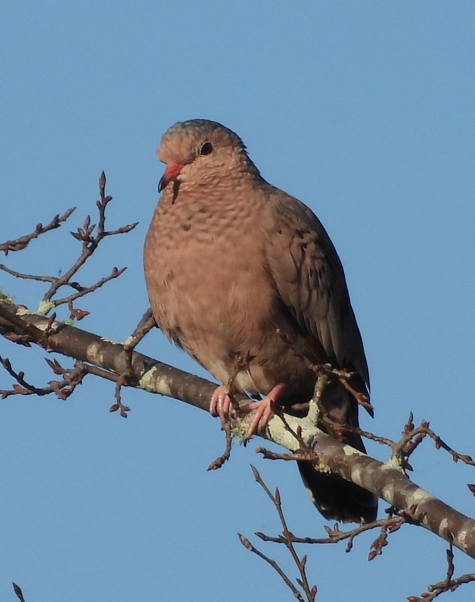 Талпакоті строкатоголовий - ML647463230