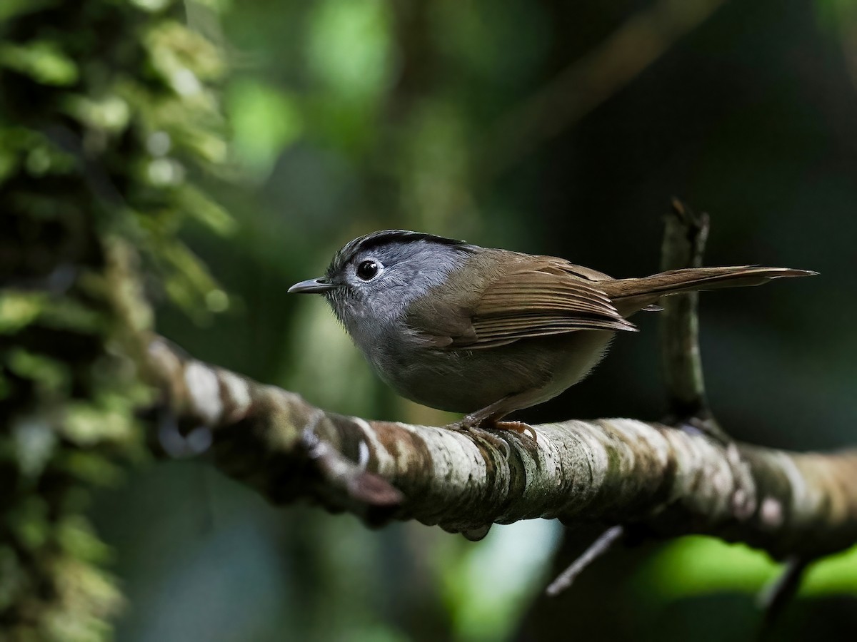 Альципа чорноброва - ML647463231