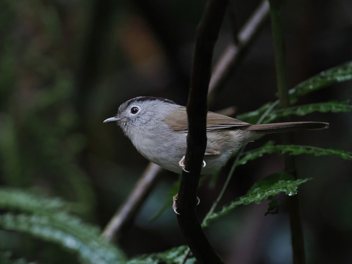 Альципа чорноброва - ML647463232