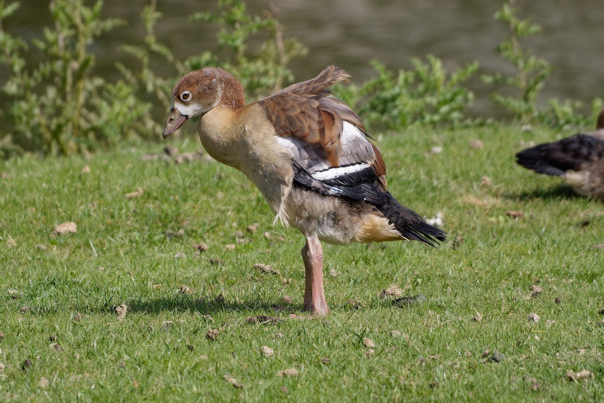 Каргарка нільська - ML647463233