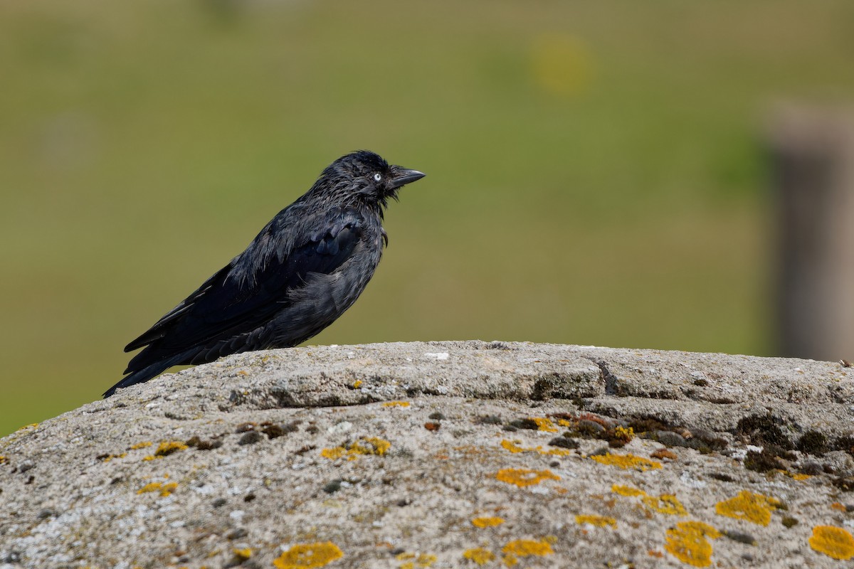 Галка звичайна - ML647463234