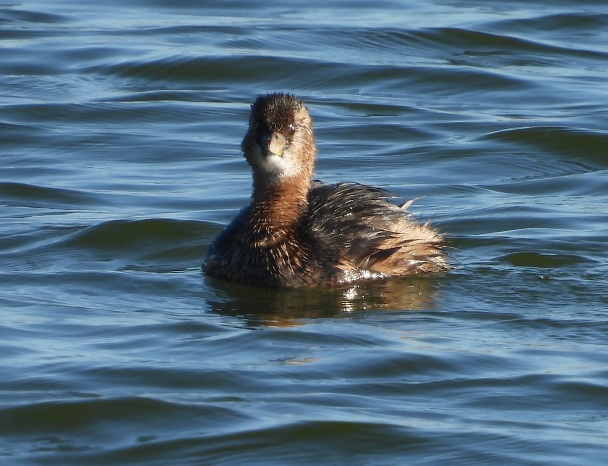 Пірникоза рябодзьоба - ML647463235