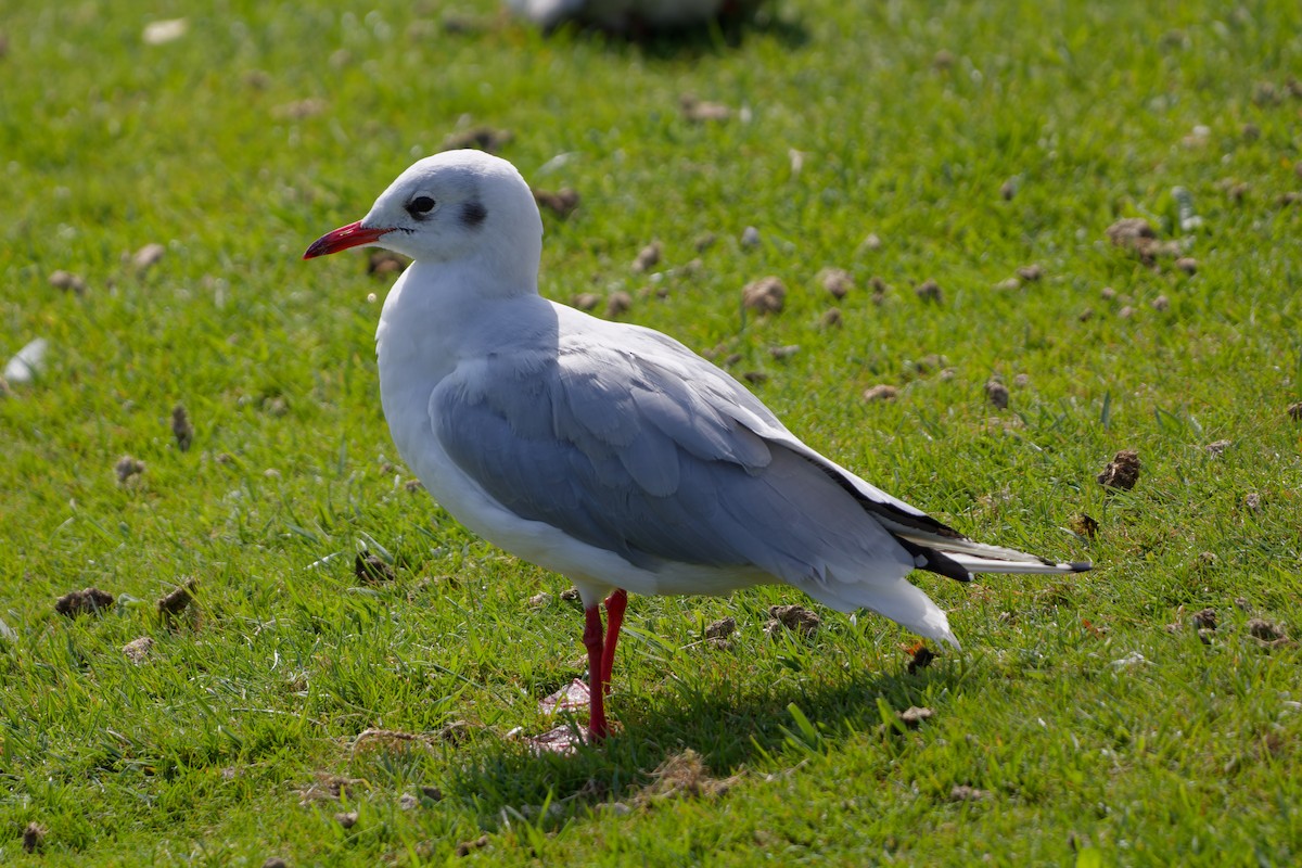 Мартин звичайний - ML647463236