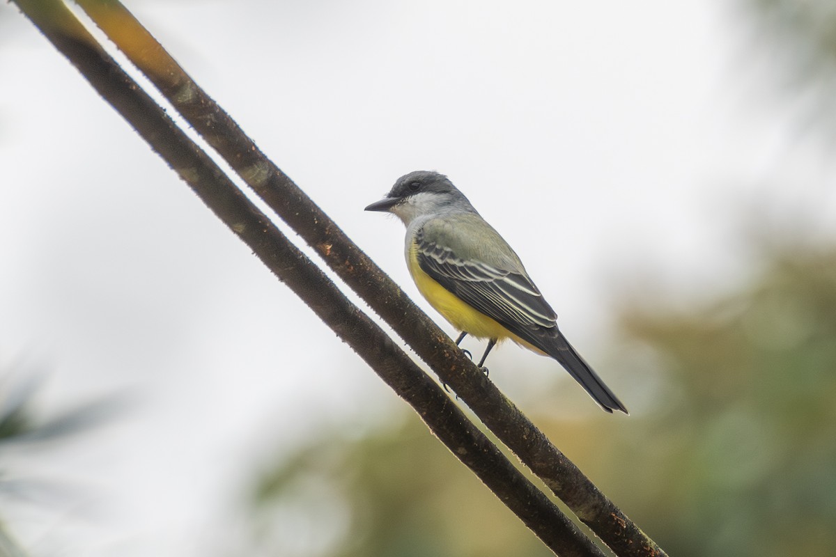 Тиран сіроспинний - ML647463238