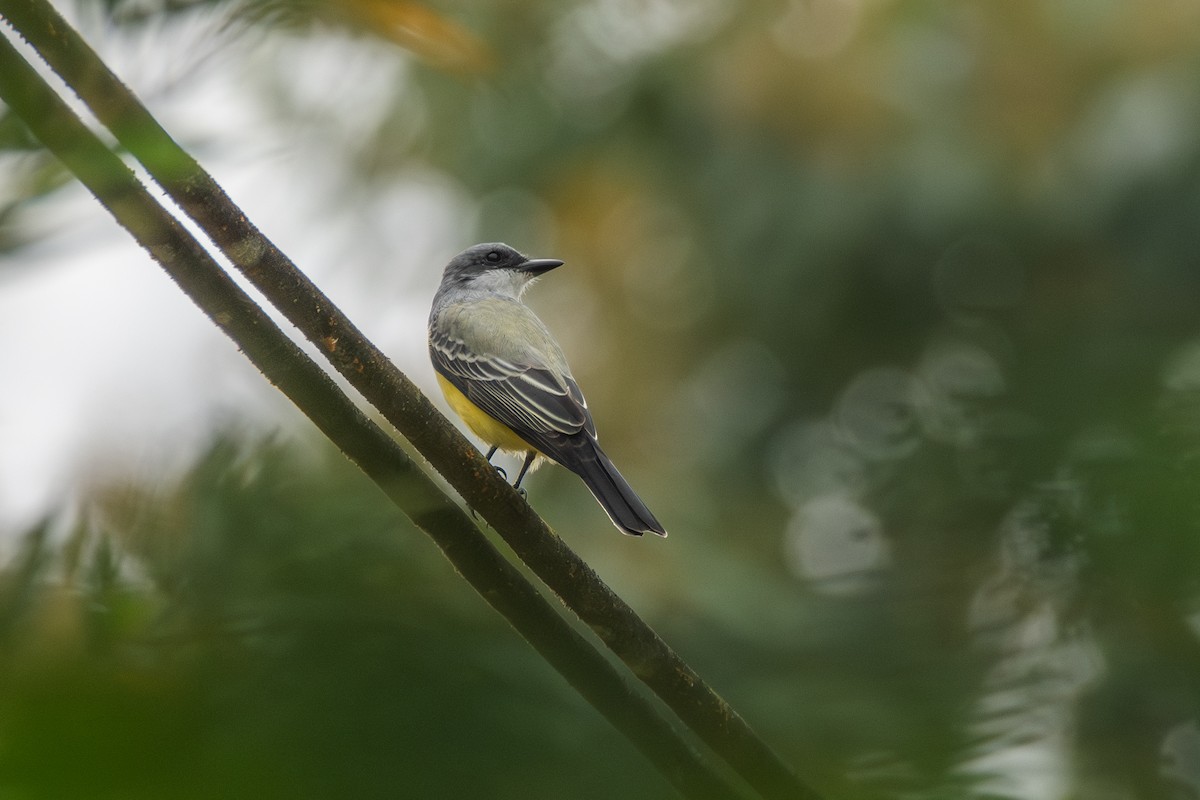 Тиран сіроспинний - ML647463239