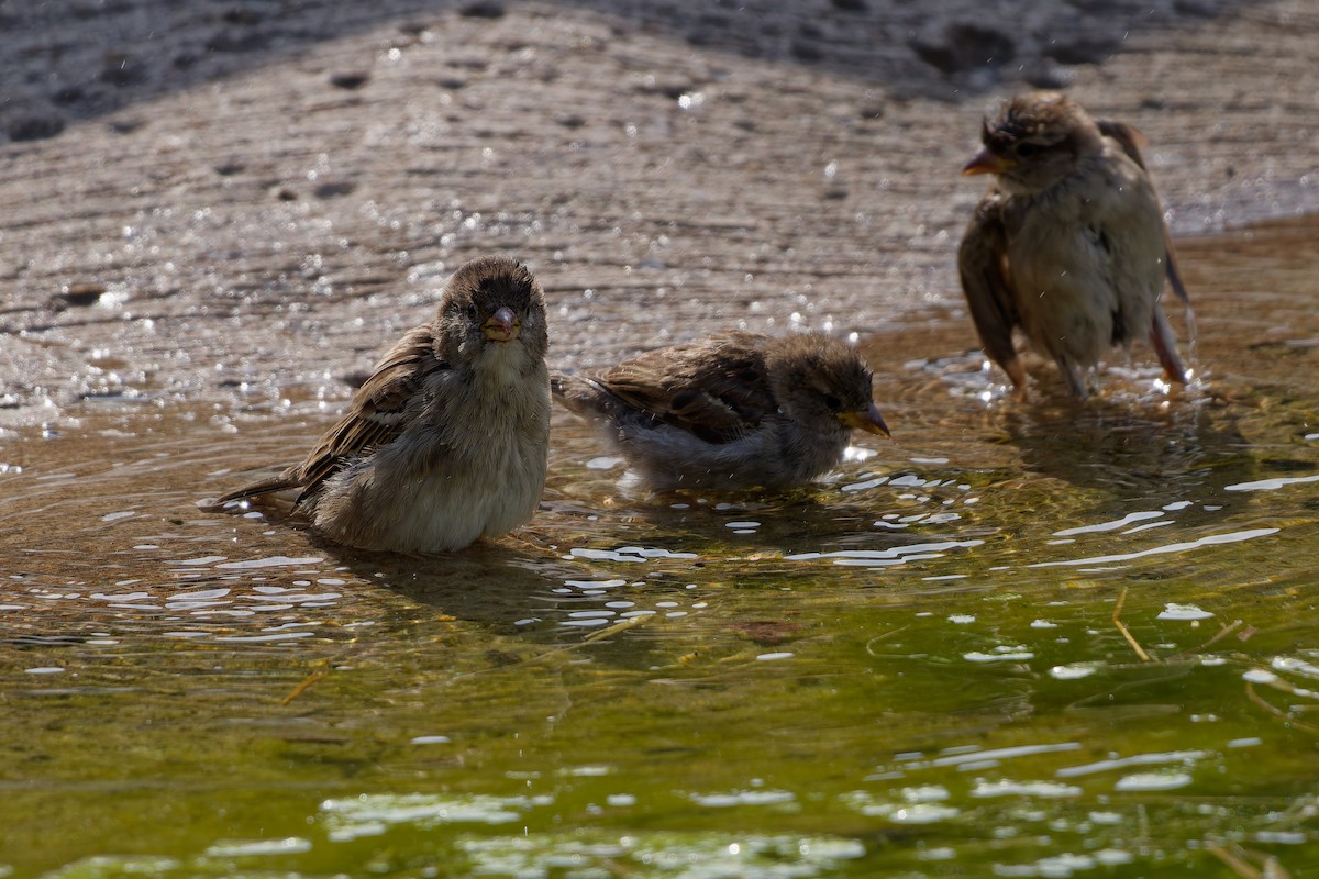 House Sparrow - ML647463243