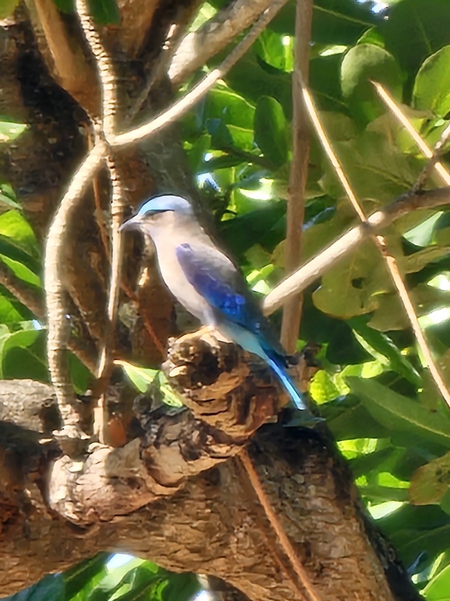 Indochinese Roller - ML647463244