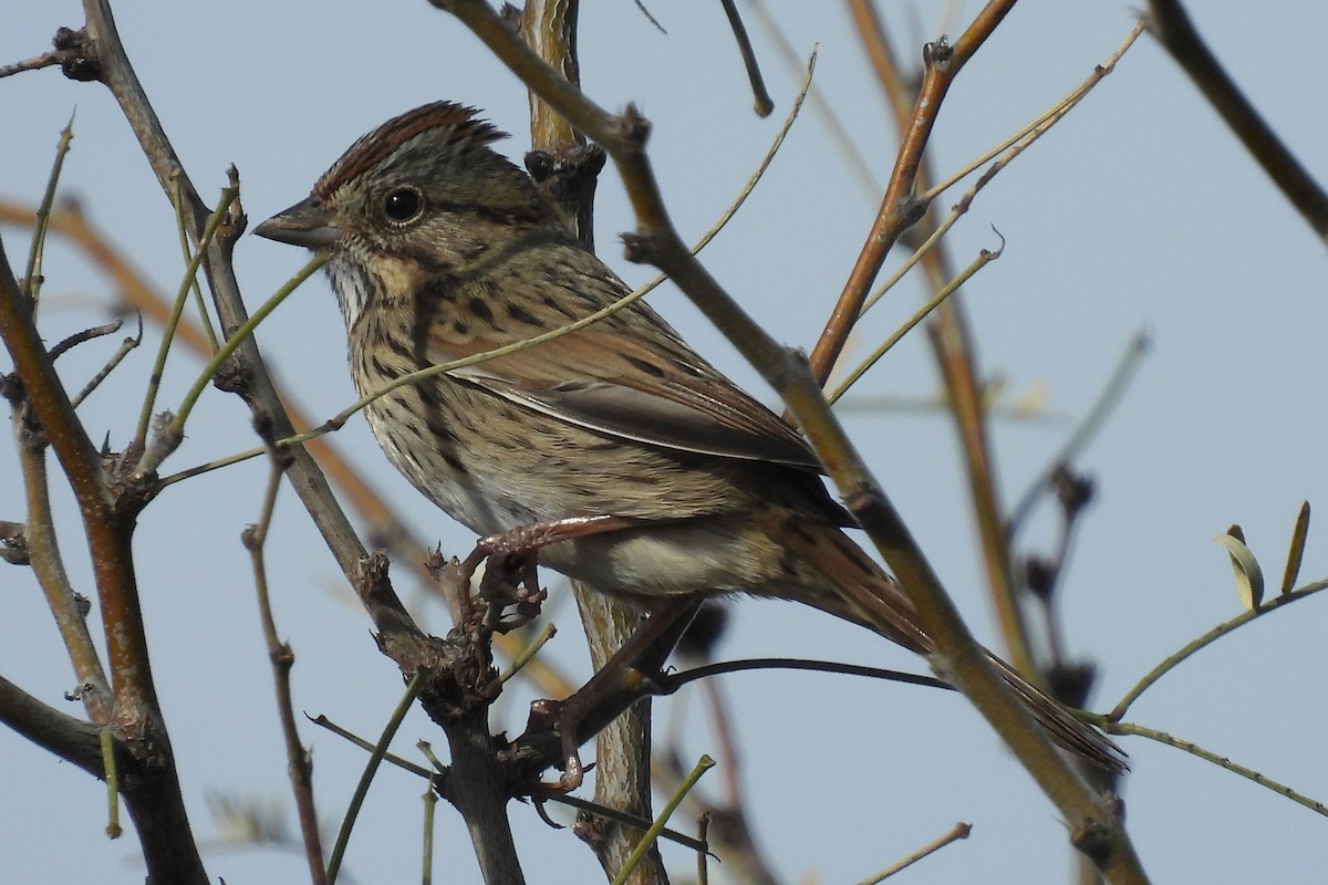 Lincoln's Sparrow - ML647463247