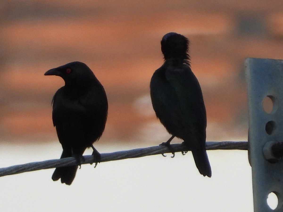 Malay Sığırcığı - ML647463274