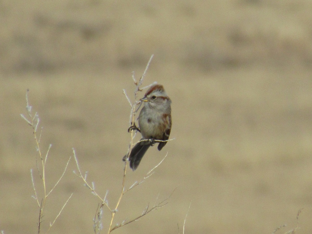 American Tree Sparrow - ML647463289