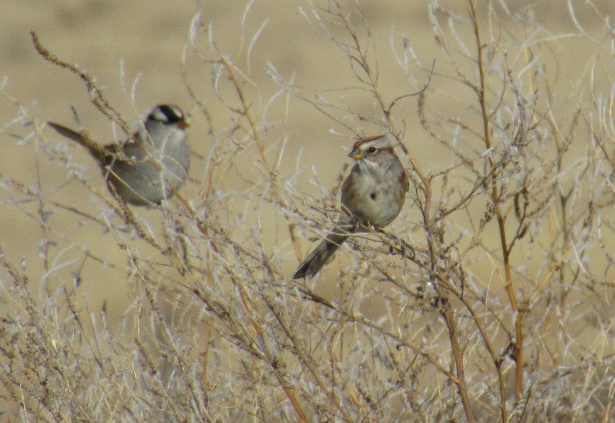 American Tree Sparrow - ML647463290