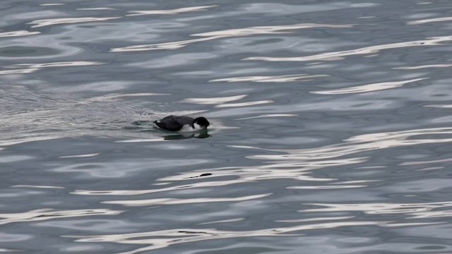 Ancient Murrelet - ML647463309
