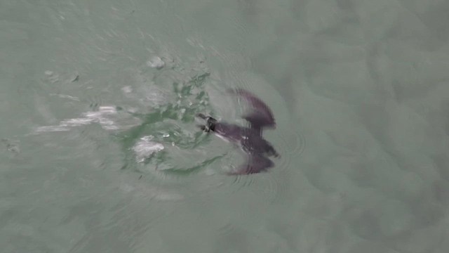 Ancient Murrelet - ML647463310