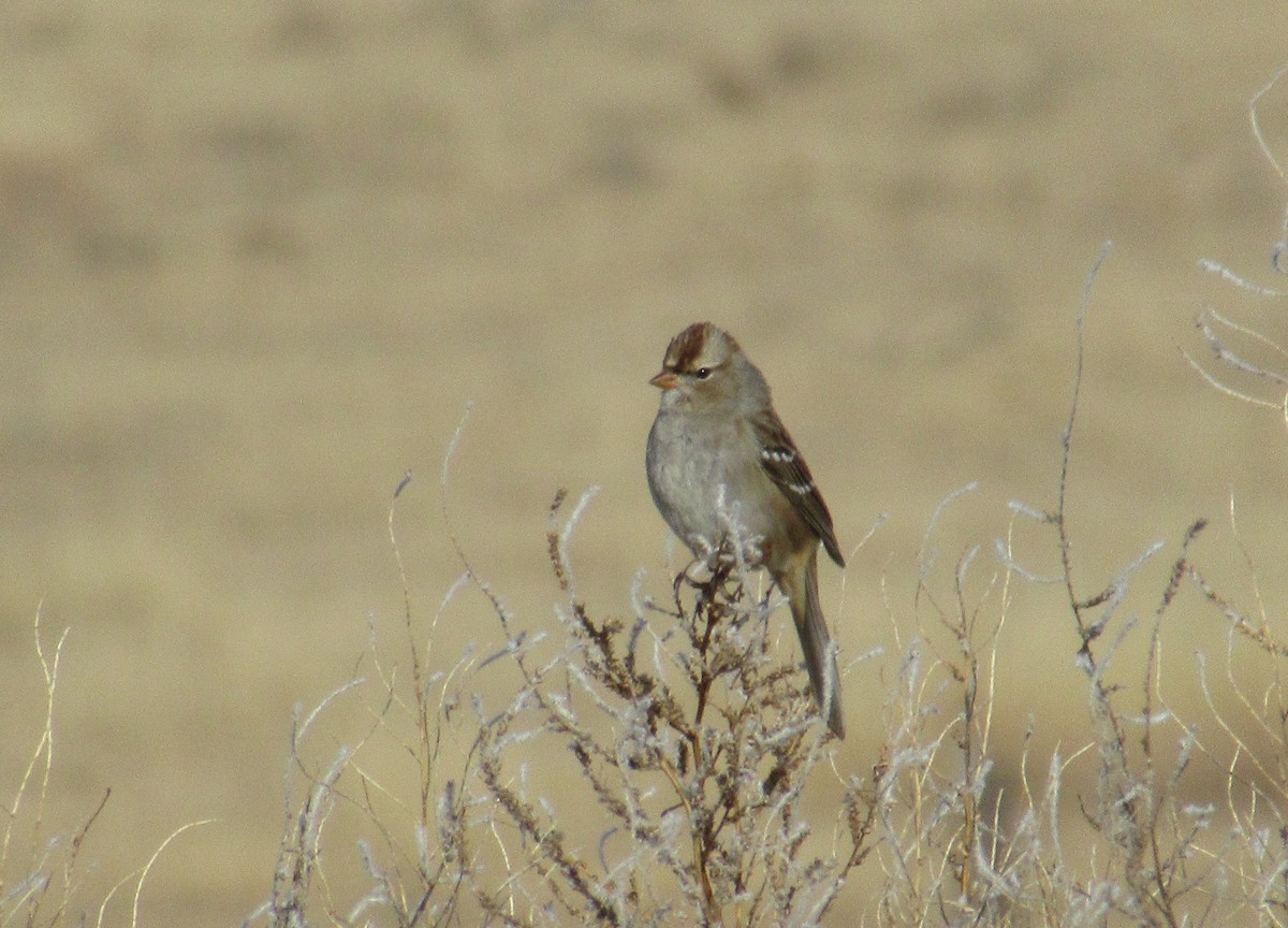 White-crowned Sparrow - ML647463314
