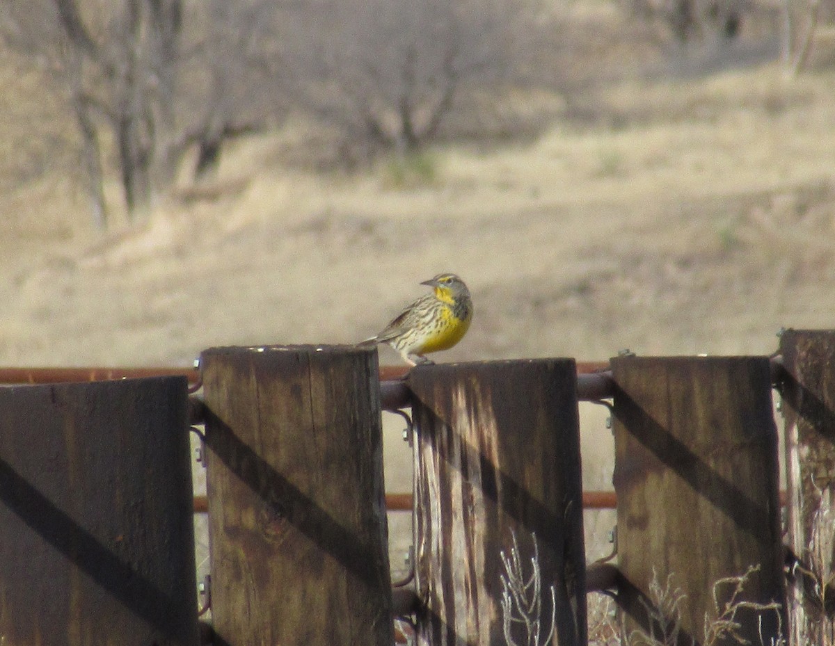 Western Meadowlark - ML647463318