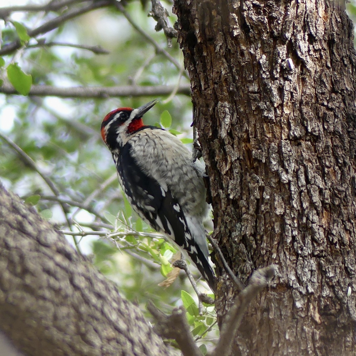 Rotnacken-Saftlecker - ML647463342