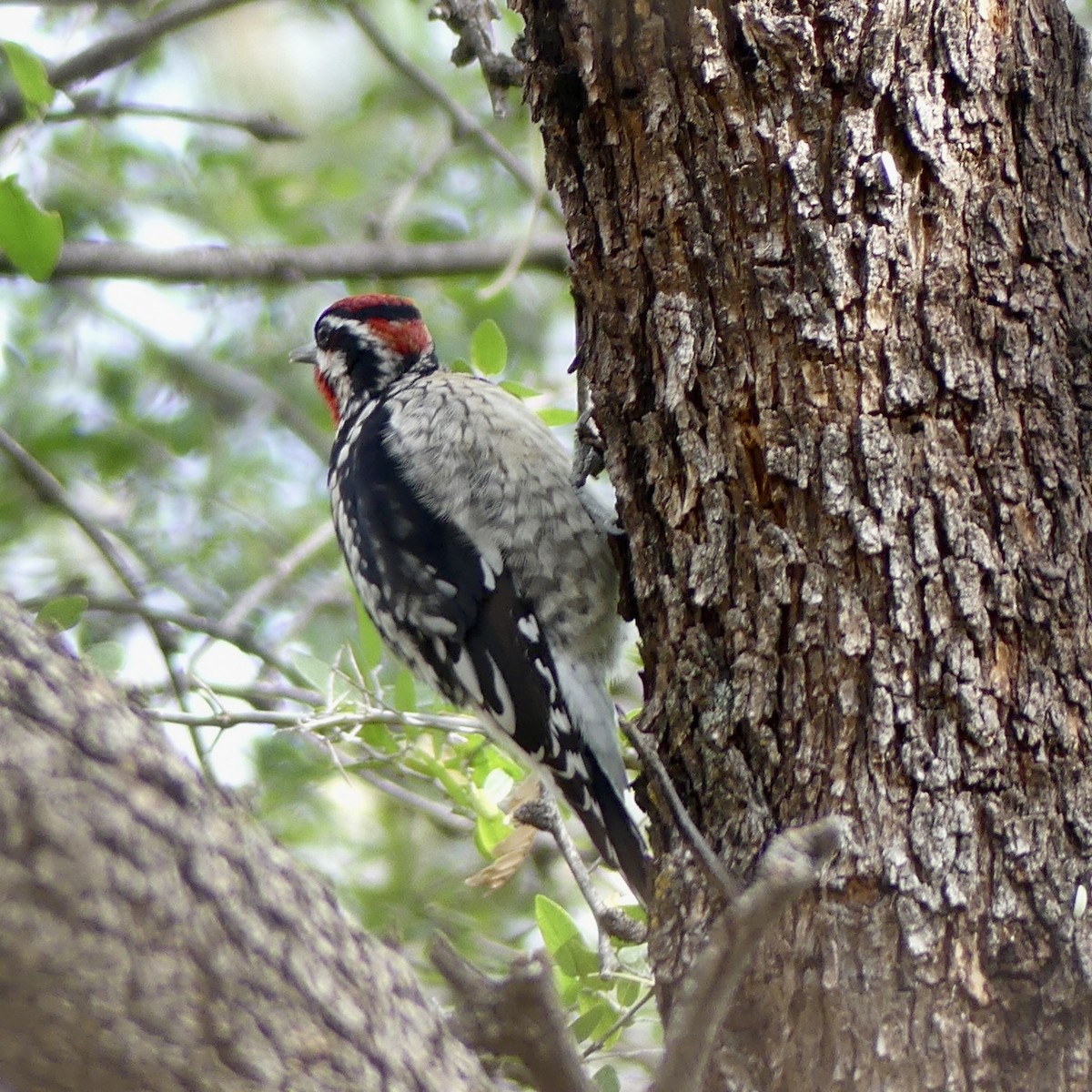 Rotnacken-Saftlecker - ML647463344