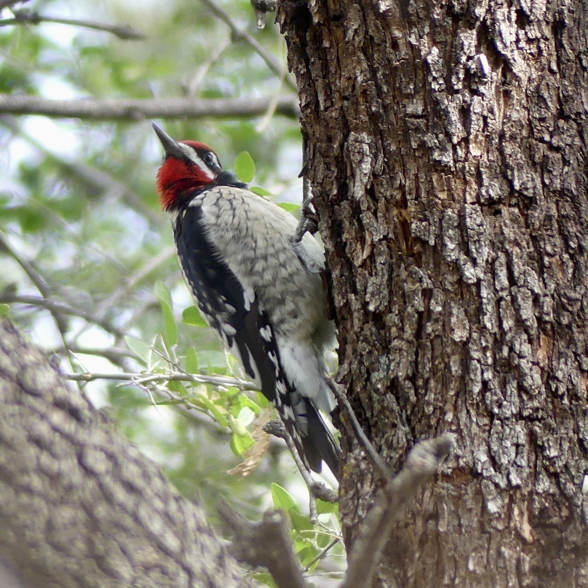 Rotnacken-Saftlecker - ML647463346