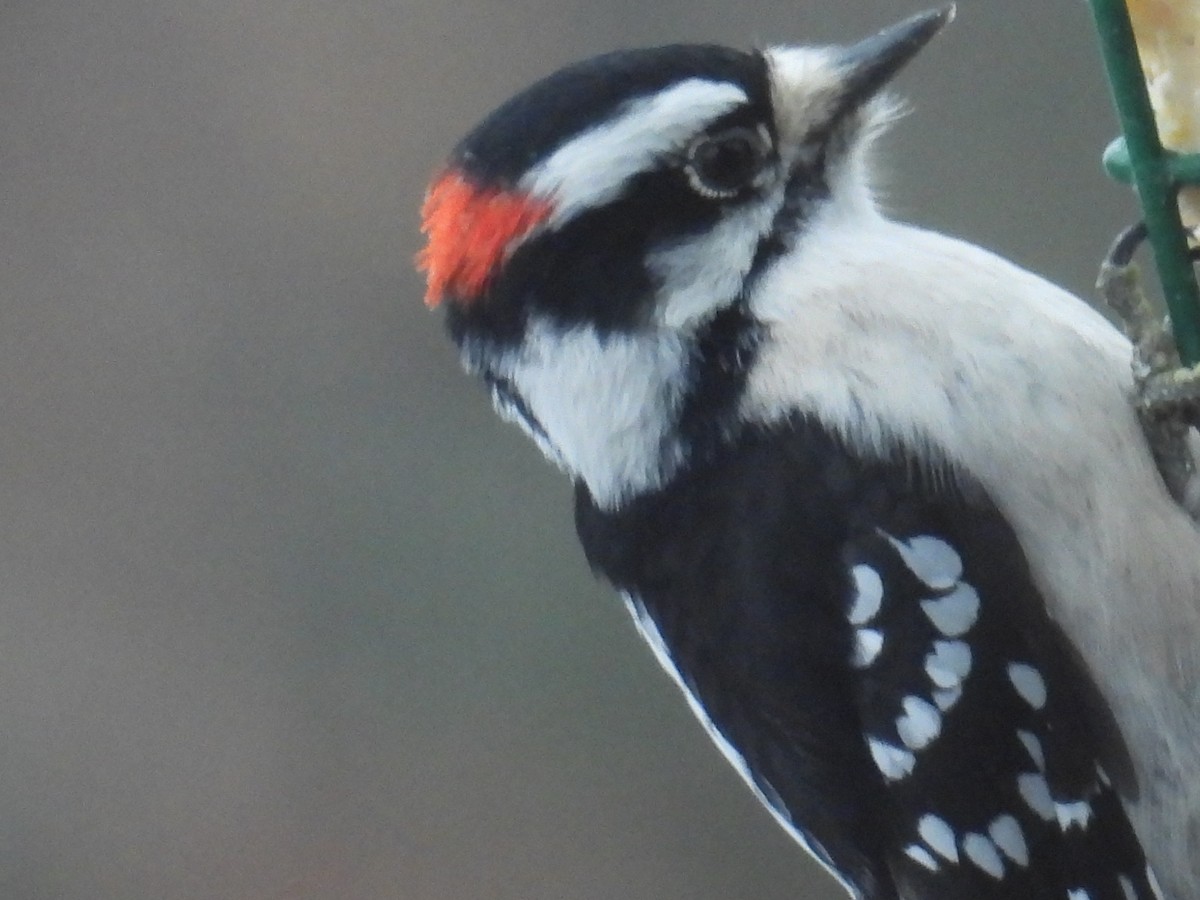 Dunenspecht (pubescens/medianus) - ML647463349