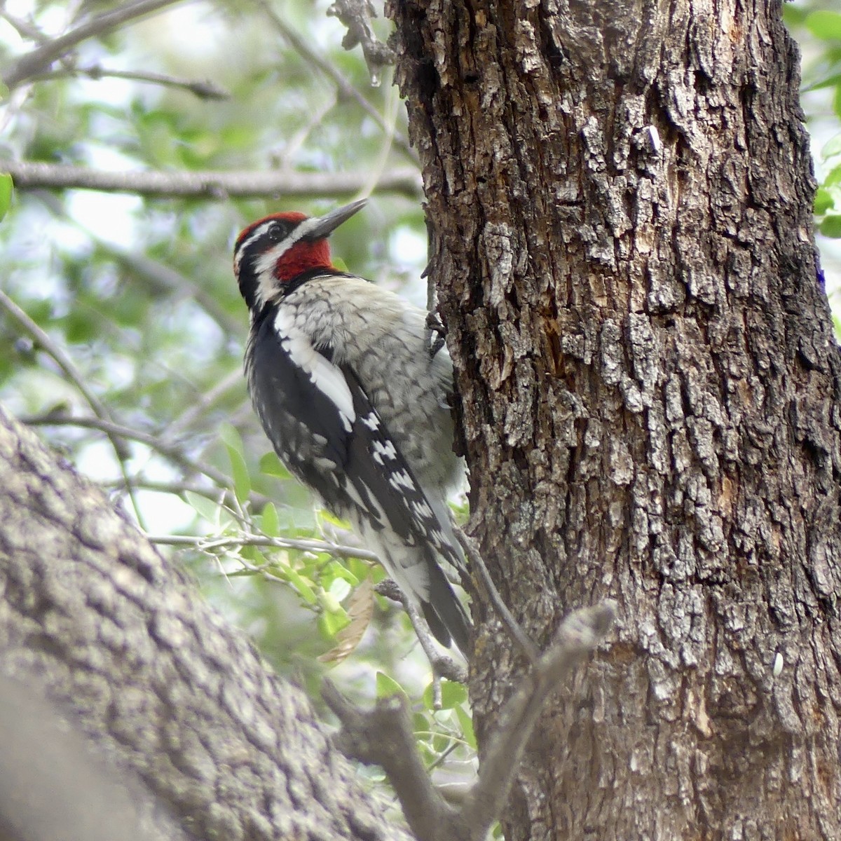 Rotnacken-Saftlecker - ML647463350