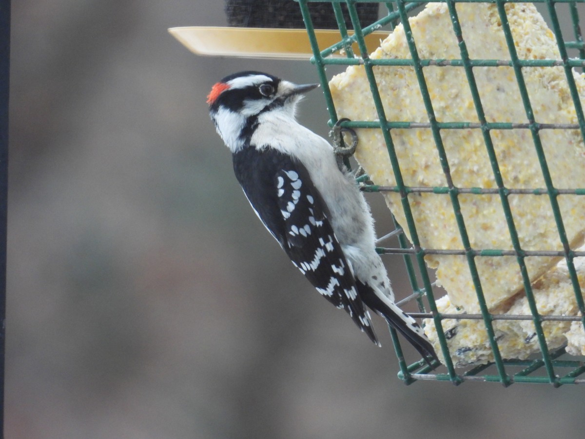 Dunenspecht (pubescens/medianus) - ML647463352