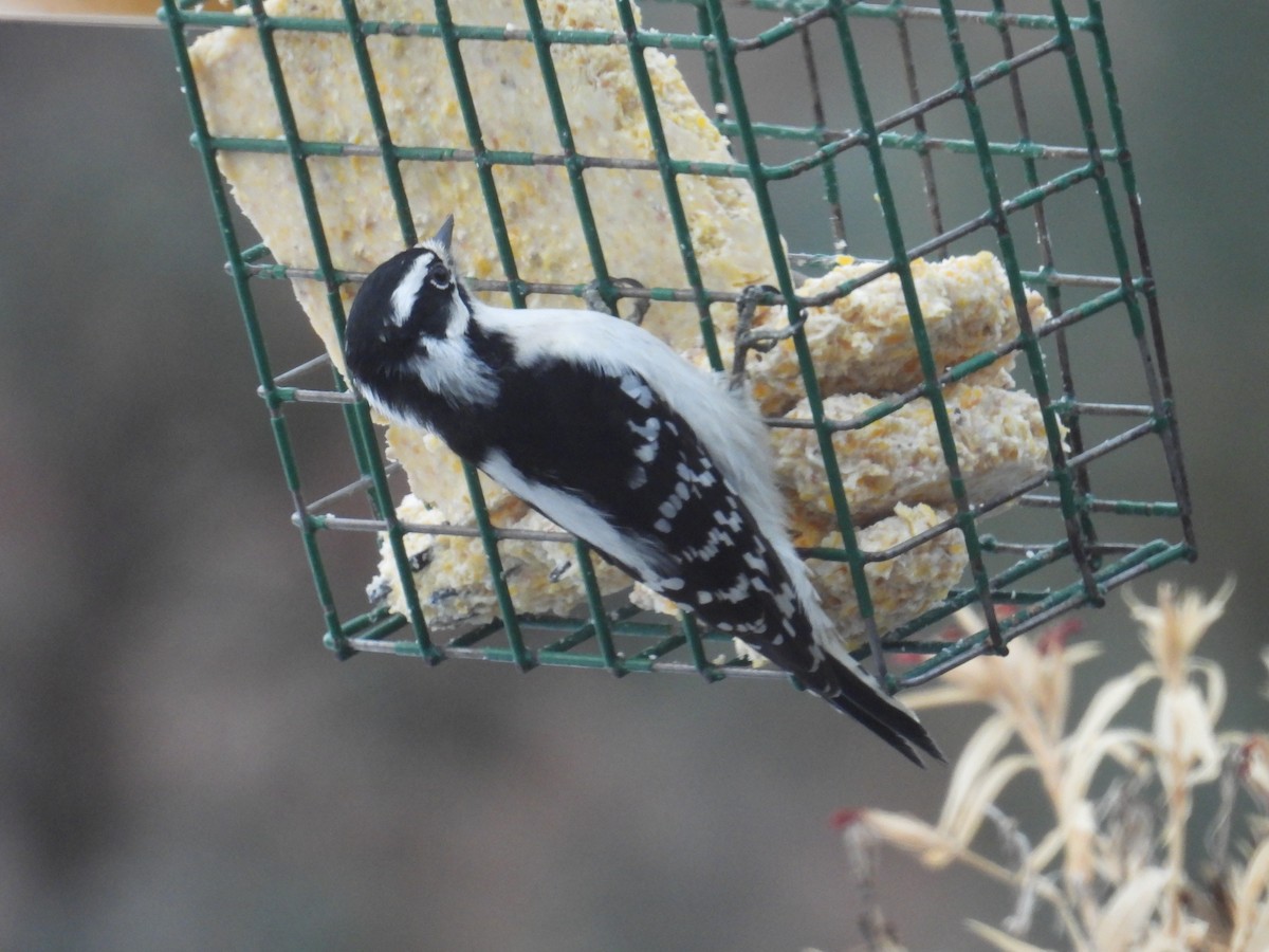 Dunenspecht (pubescens/medianus) - ML647463353