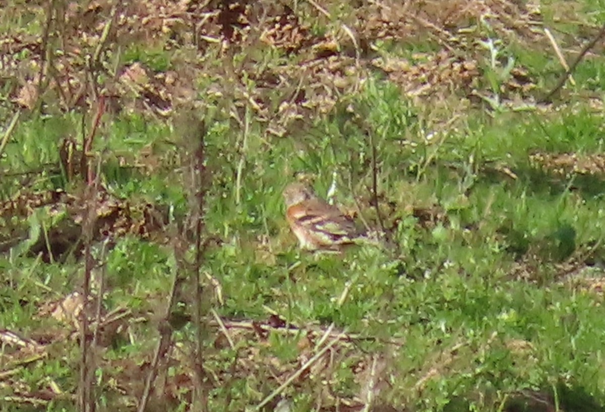 Brambling - ML647463358